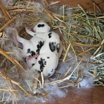 Rescue English Spot Rabbits for Adoption in Carlisle, Pennsylvania - INY, MINY, MYNE - Baby Bunnies | PetCurious