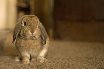 Reginald -  Holland Lop Rabbit for Adoption in Lakeville, Minnesota - Reginald | PetCurious