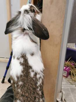 Lop Eared Rabbits Available for Adoption in Winnipeg, Manitoba - Peppercorn | PetCurious