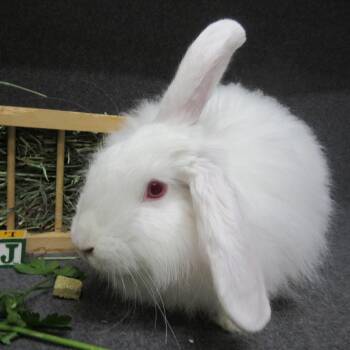 Angora Rabbit Rabbits Available for Adoption in Wilmington, Delaware - Jelly | PetCurious