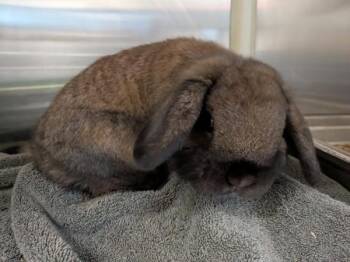 Holland Lop Rabbits Available for Adoption in Des Moines, Iowa - Markus | PetCurious
