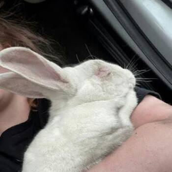 Dandelion -  Florida White Rabbit for Adoption in South Elgin, Illinois - Dandelion | PetCurious