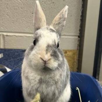 Nibbles -  Mini Rex Rabbit for Adoption in Dekalb, Illinois - Nibbles | PetCurious