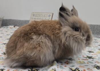 Lionhead Rabbits Available for Adoption - Moscow Mule | PetCurious