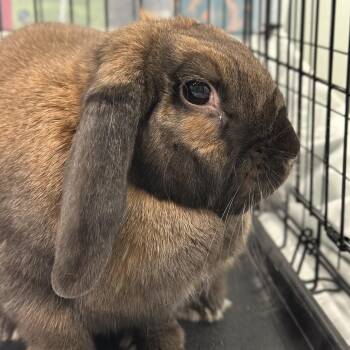 English Lop Rabbits Available for Adoption - Pixie | PetCurious