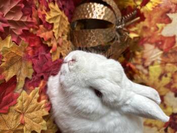 Rescue Bunny Rabbit Rabbits for Adoption in Northampton, Massachusetts - Sarah | PetCurious