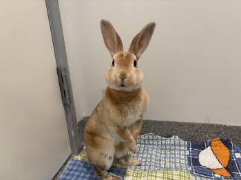 Mini Rex Rabbits Available for Adoption in Westford, Massachusetts - Lynx | PetCurious