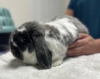 Rescue Lop Eared Rabbits for Adoption in Seneca, South Carolina - Mr. Bunny | PetCurious
