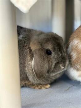 Bunny Rabbit Rabbits Available for Adoption - Doopsie | PetCurious