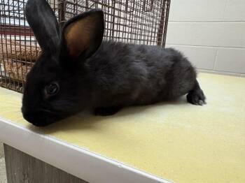 Bunny Rabbit Rabbits Available for Adoption in Colorado Springs, Colorado - ROCKSTAR | PetCurious