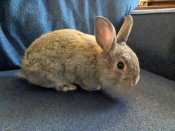 Sprout -  Dutch and Bunny Rabbit Rabbit for Adoption in Kalamazoo, Michigan - Sprout | PetCurious