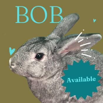 Rescue Chinchilla Rabbits for Adoption in Winston-salem, North Carolina - Bob | PetCurious