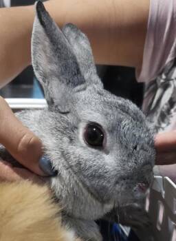 Arya (allie) -  Bunny Rabbit Rabbit for Adoption in Montreal, Quebec - Arya (allie) | PetCurious
