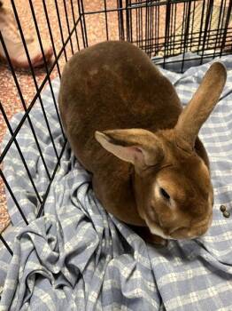 Rex Rabbits Available for Adoption - Gizmo - Companion To Bugz | PetCurious