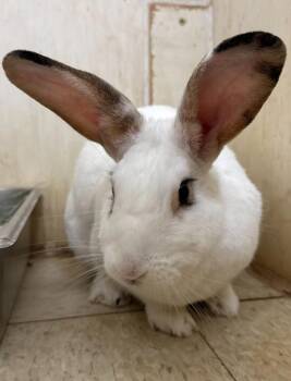 Myra -  American Rabbit for Adoption in Cincinnati, Ohio - Myra | PetCurious