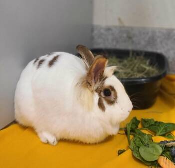 American Rabbits Available for Adoption - Zabel | PetCurious