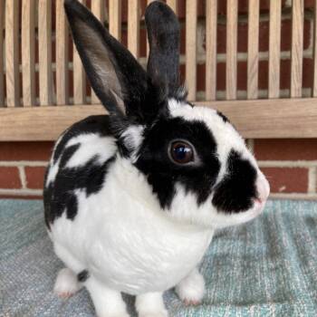 Rescue Mini Rex Rabbits for Adoption in Baltimore, Maryland - Marci | PetCurious