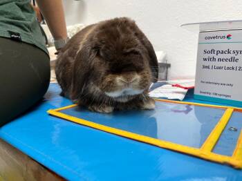 Mini Lop Rabbits Available for Adoption in Pflugerville, Texas - Moose | PetCurious