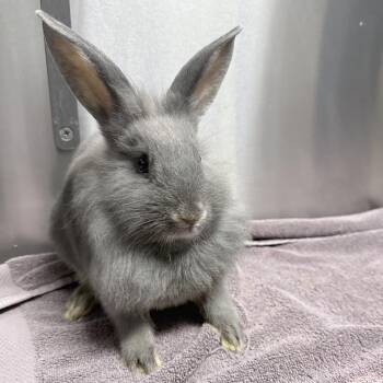Ramona -  Lionhead and Mini Lop Rabbit for Adoption in Providence, Rhode Island - Ramona | PetCurious