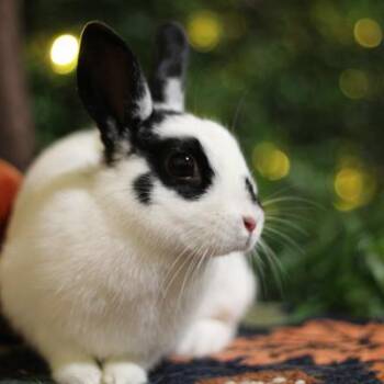 Precious -  Polish Rabbit for Adoption in Kalamazoo, Michigan - Precious | PetCurious