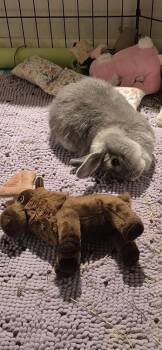 Polish and Dwarf Rabbits Available for Adoption - Megumi | PetCurious