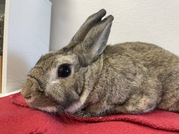 Bunny Rabbit Rabbits Available for Adoption in Long Beach, California - Stuart | PetCurious