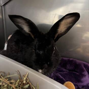 Tuxedo Sam -  Bunny Rabbit Rabbit for Adoption in Richmond, California - Tuxedo Sam | PetCurious