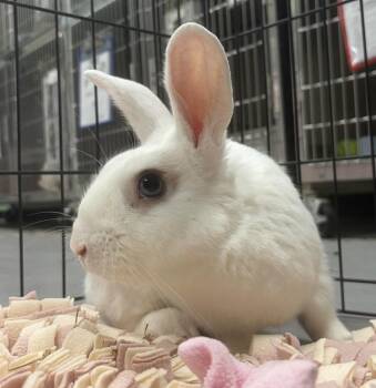 Bunanagram -  American Rabbit for Adoption in Oakland, California - Bunanagram | PetCurious