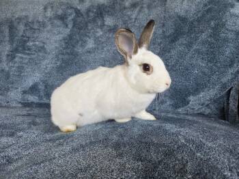 English Spot Rabbits Available for Adoption in Ankeny, Iowa - Mica | PetCurious