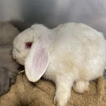 Mint -  Bunny Rabbit Rabbit for Adoption in Allentown, Pennsylvania - Mint | PetCurious