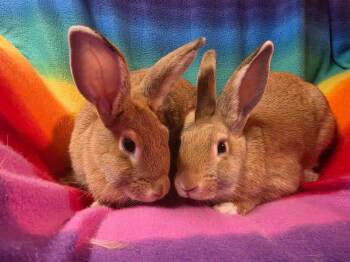 Buttered Biscuit and Cornbread -  New Zealand Rabbit for Adoption in Saint Charles, Missouri - Buttered Biscuit And Cornbread | PetCurious