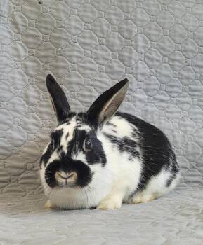 Bunny Rabbit Rabbits Available for Adoption - Persil | PetCurious