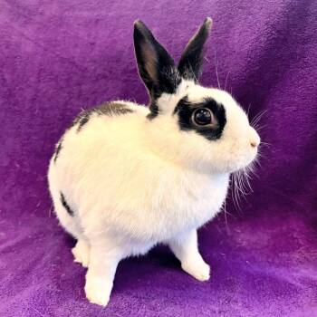 Bunny Rabbit Rabbits Available for Adoption in Burlingame, California - Lori | PetCurious