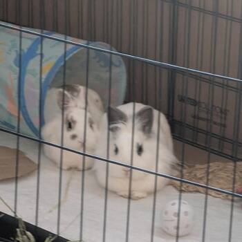 Lionhead Rabbits Available for Adoption - Pom Pom (bonded To Pickles) | PetCurious
