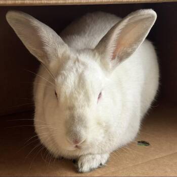 American and Bunny Rabbit Rabbits Available for Adoption in Burlingame, California - Yuki & Beni | PetCurious