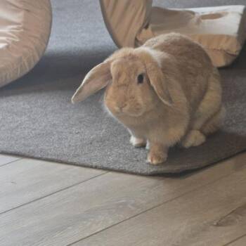 Frisbee -  Holland Lop Rabbit for Adoption in Kalamazoo, Michigan - Frisbee | PetCurious