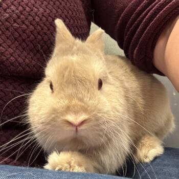 Badtz-Maru -  Bunny Rabbit Rabbit for Adoption in Richmond, California - Badtz-Maru | PetCurious