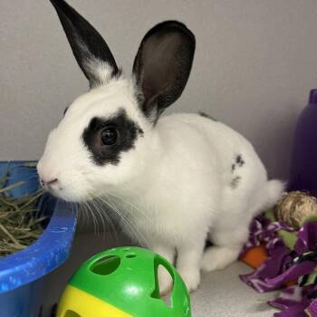 American Rabbits Available for Adoption in Pittsburgh, Pennsylvania - BamBam | PetCurious
