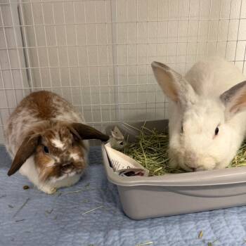 American Fuzzy Lop Rabbits Available for Adoption in Clearwater, Florida - Louie | PetCurious
