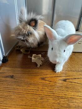 Rescue Lionhead Rabbits for Adoption in Santa Cruz, California - Willow & Benny (bonded Pair) | PetCurious