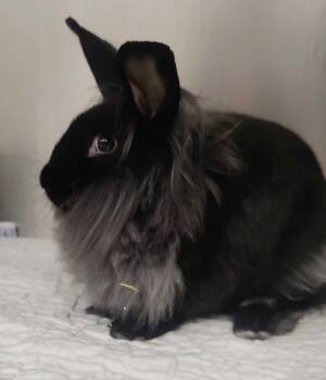 Ash -  American Rabbit for Adoption in Fruit Heights, Utah - Ash | PetCurious