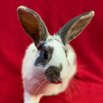 Rescue Bunny Rabbit Rabbits for Adoption in Burlingame, California - Minnie | PetCurious