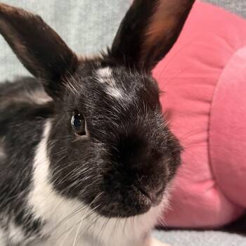 Rescue Bunny Rabbit Rabbits for Adoption in Saint Charles, Missouri - Frick | PetCurious