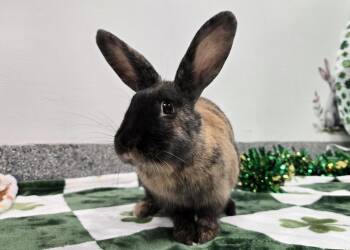 Bunny Rabbit Rabbits Available for Adoption - Buncy Wheeler | PetCurious