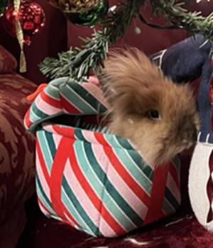 Bunny Rabbit Rabbits Available for Adoption - LEO | PetCurious