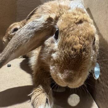 Kai -  American Rabbit for Adoption in Tampa, Florida - Kai | PetCurious
