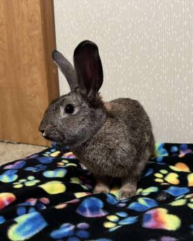 Rescue Bunny Rabbit Rabbits for Adoption in Westbrook, Maine - Kippy | PetCurious