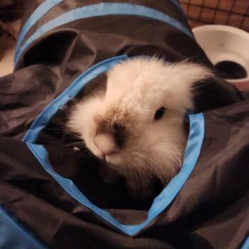 Gravy -  Holland Lop and Lionhead Rabbit for Adoption in Columbia, Maryland - Gravy | PetCurious