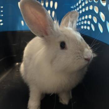 Alannah -  Lionhead Rabbit for Adoption in Brighton, Colorado - Alannah | PetCurious