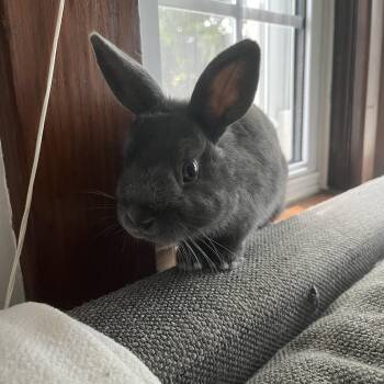 Bunny Rabbit Rabbits Available for Adoption - Apollo | PetCurious